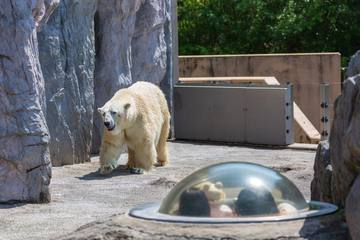 旭川空港から旭山動物園へ！アクセスガイドと周辺情報