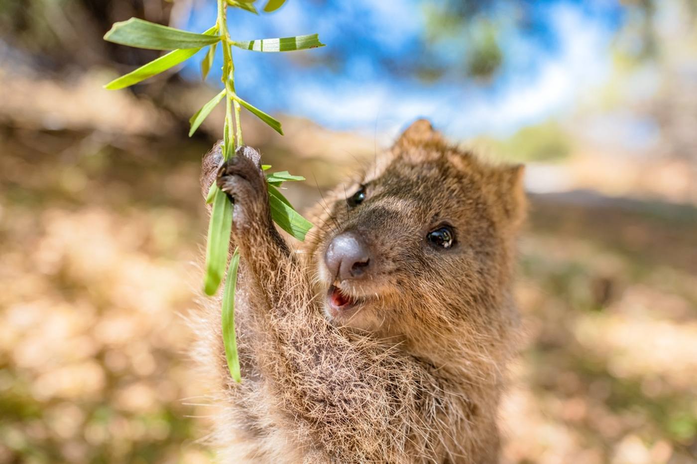 【オーストラリア】世界一幸せな動物「クオッカ」に会えるロットネスト島｜注意点や観光スポットもご紹介 image