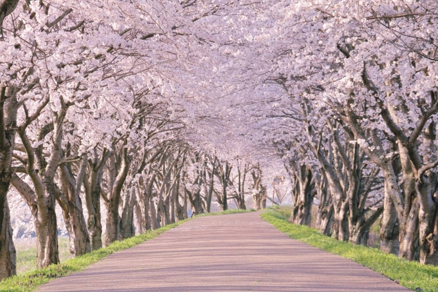 【山梨】春のお散歩に最適！甲府盆地の桜並木スポット9選 image