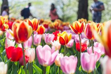 春はオランダ旅行がおすすめ！一面のチューリップ畑「キューケンホフ公園」最新開園情報