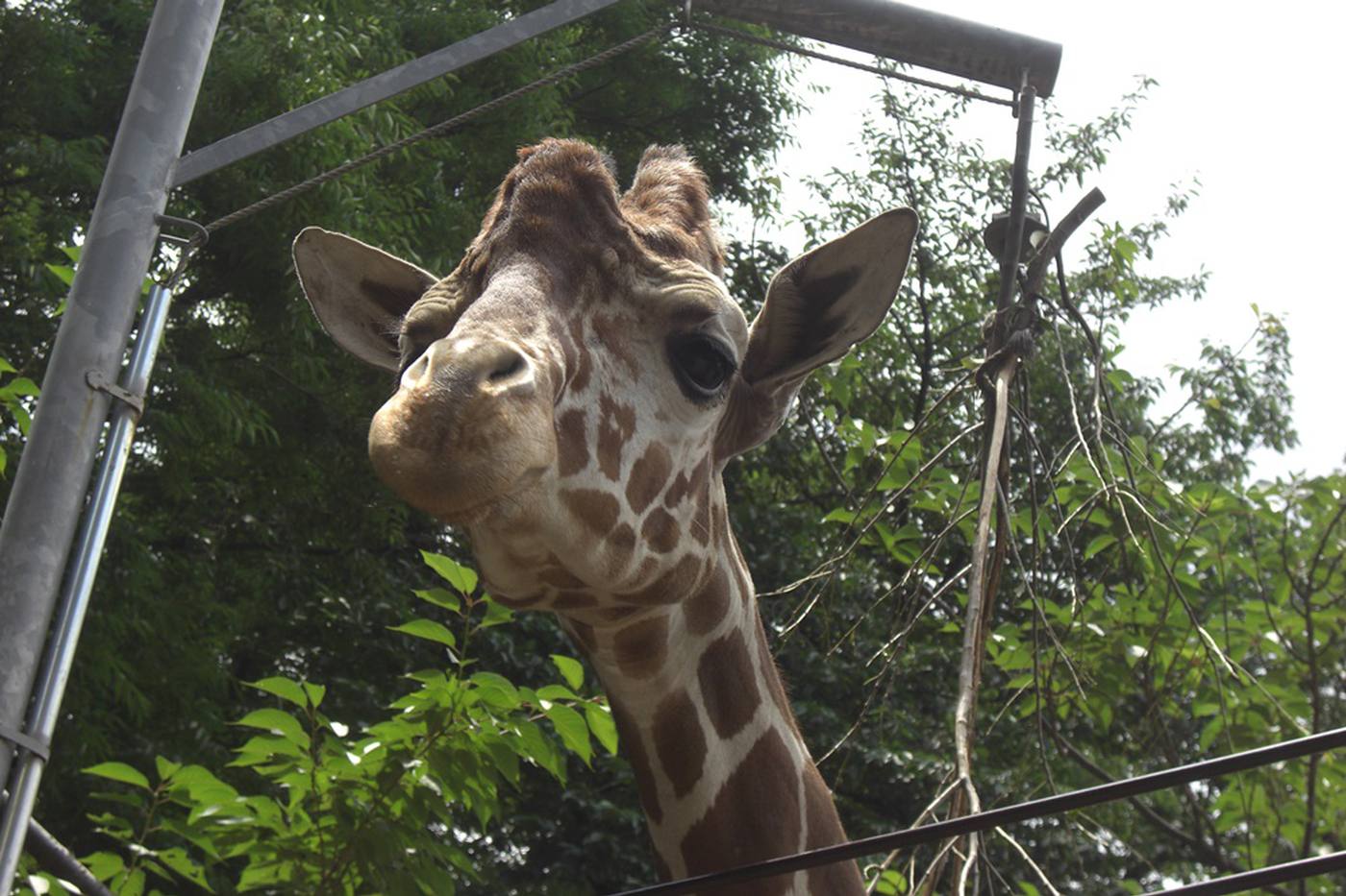 神奈川にある無料動物園のポテンシャルが凄すぎた ～のげやまどうぶつえん～ image