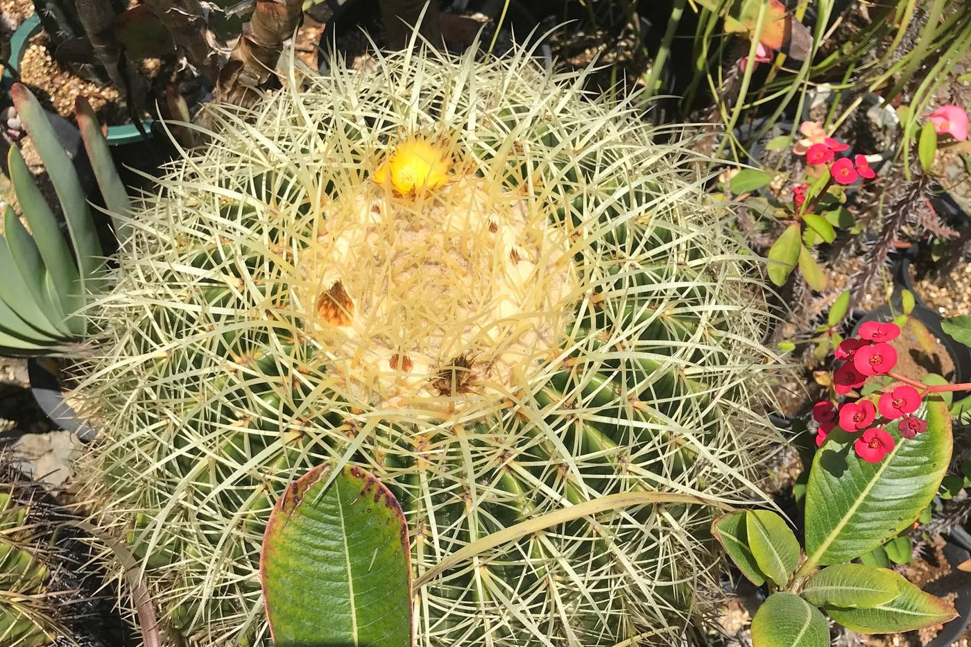 【ガーデニング】初心者にもおすすめ！簡単に育てられるサボテンの種類や育て方をご紹介 image