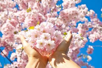 中国地方でお花見するならココ！おすすめの桜の名所 15選と開花予想【2022年最新版】
