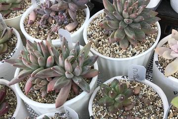 100円ショップでも手に入る！園芸初心者でも簡単な、多肉植物に合った鉢の選び方
