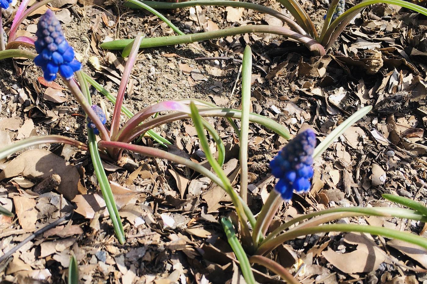 【家庭菜園】3月にムスカリを植えてみた！地植えで育てて成長を楽しむ image