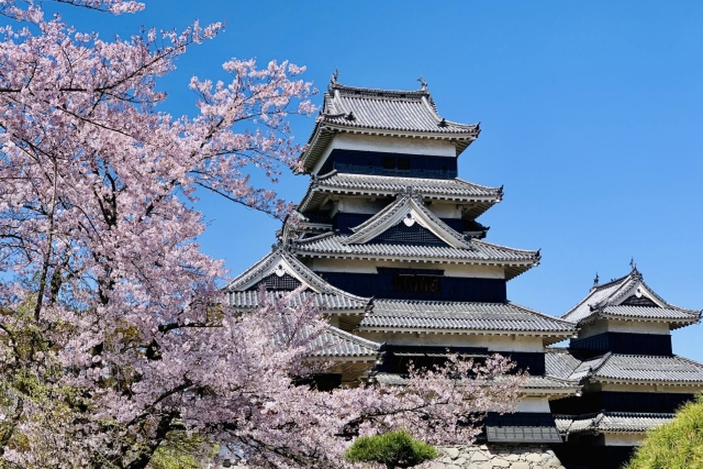 【長野県】これぞ日本の春！国宝松本城と桜の見どころをご紹介 image