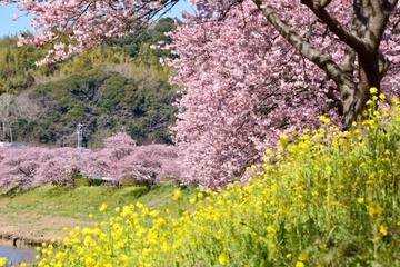 【河津さくらまつり】早咲きの桜、河津桜を見に行こう