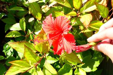 私のベランダガーデニングのちょっと変わった収穫