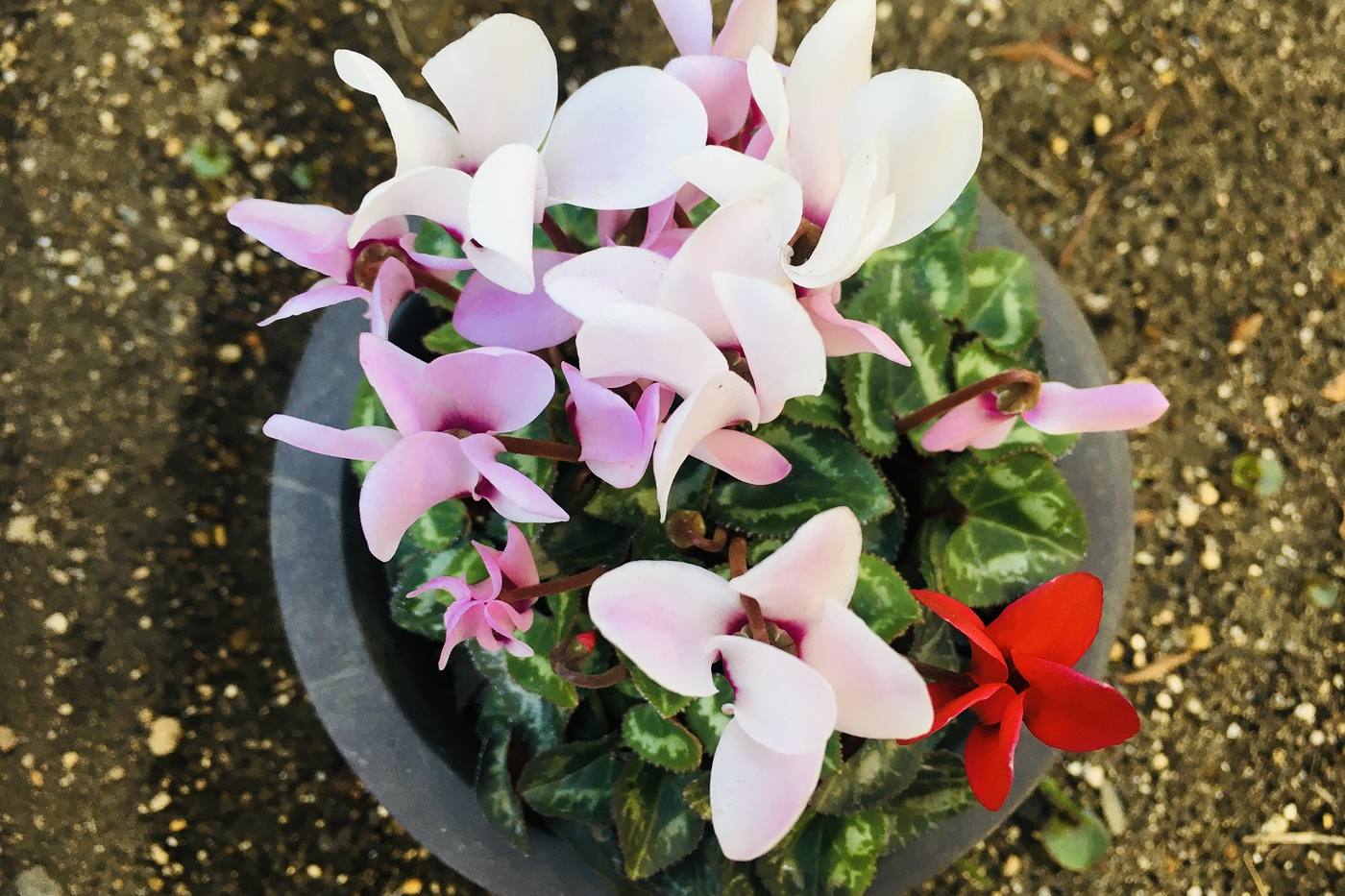 【家庭菜園】冬を越して春も元気いっぱい！シクラメンの魅力とは image