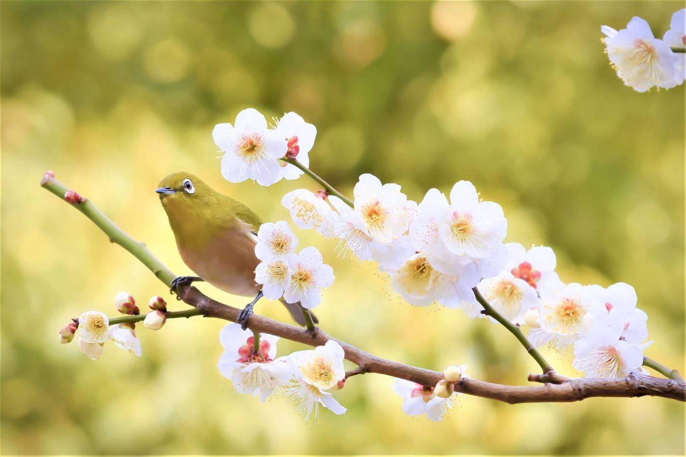 【東京】2月から見頃！春の花めぐり散歩① 池上梅園で梅のお花見をしよう image