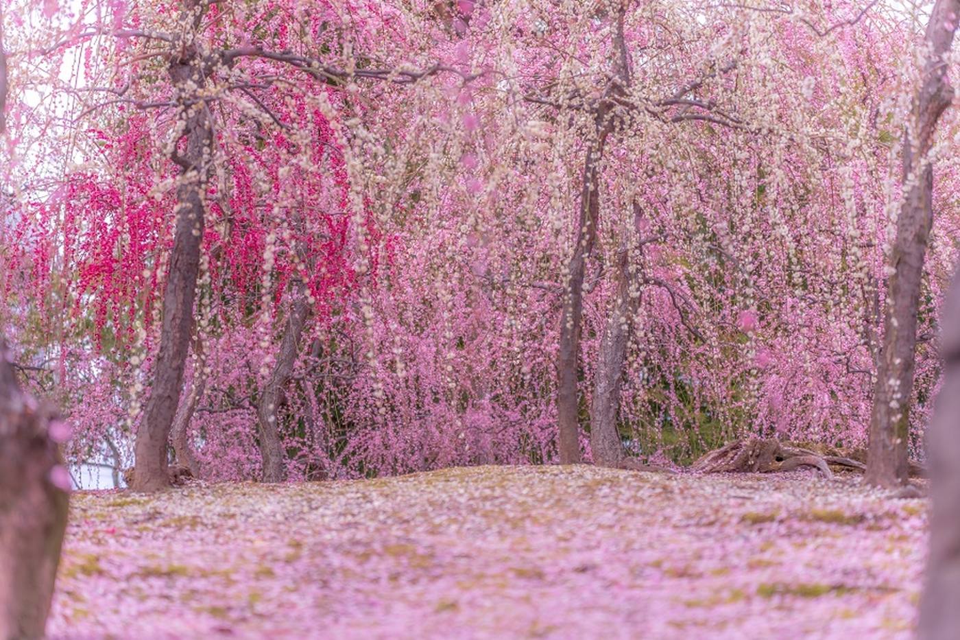一生に一度は見てみたい絶景スポット！京都・城南宮の「しだれ梅と椿まつり」 image