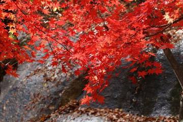 10月中旬頃が見頃！北海道で紅葉がきれいなスポット3選