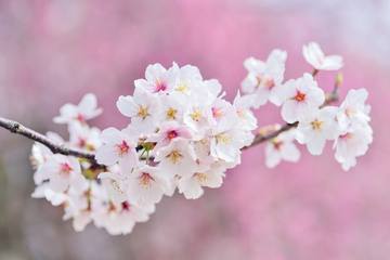 どこでお花見するのがおすすめ？関西のお花見スポット6選