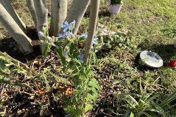 【ガーデニング】ブルースターの花を咲かせよう！地植えの方法やタネの実らせる方法を徹底解説