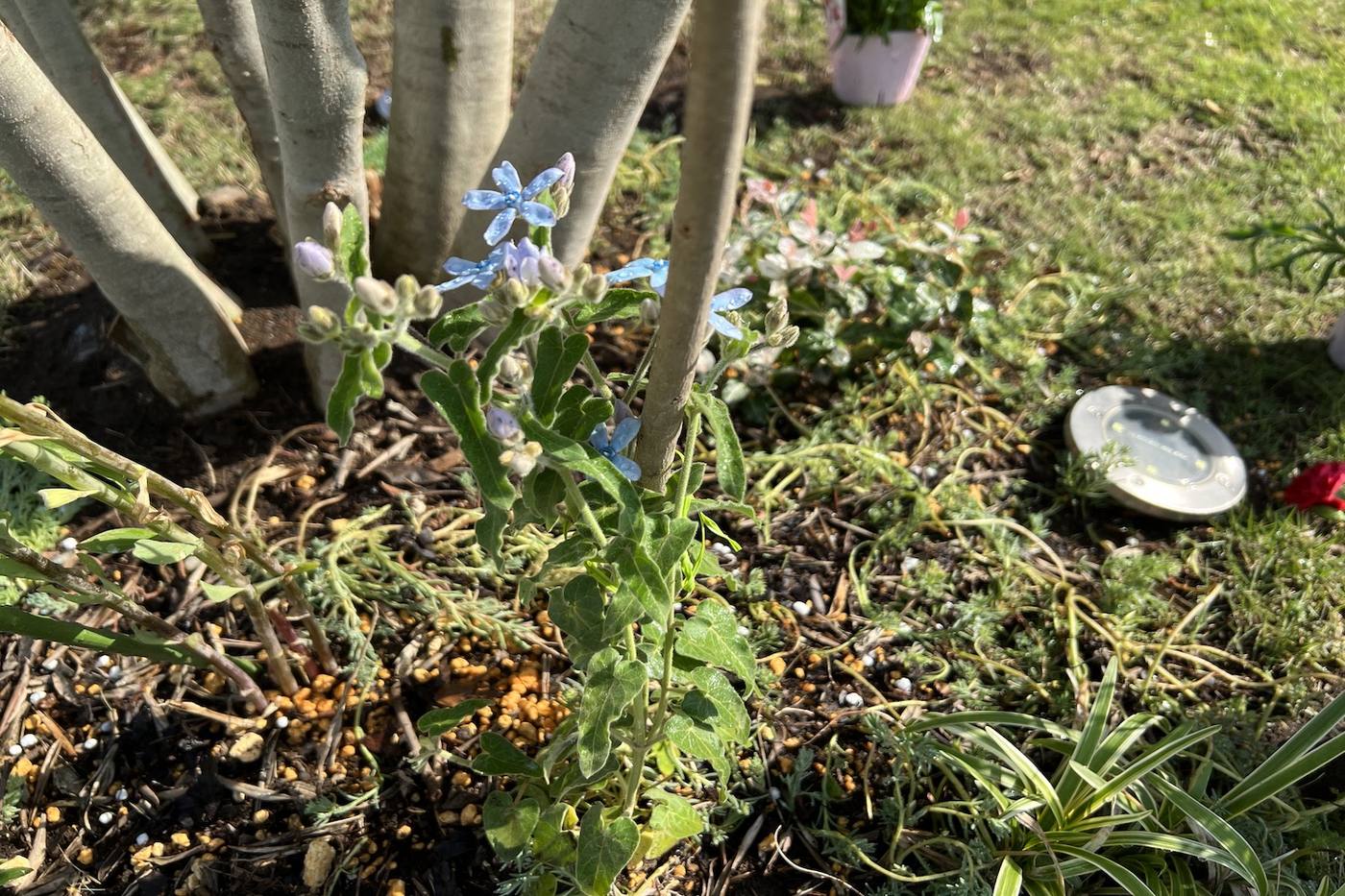 【ガーデニング】ブルースターの花を咲かせよう！地植えの方法やタネの実らせる方法を徹底解説 image