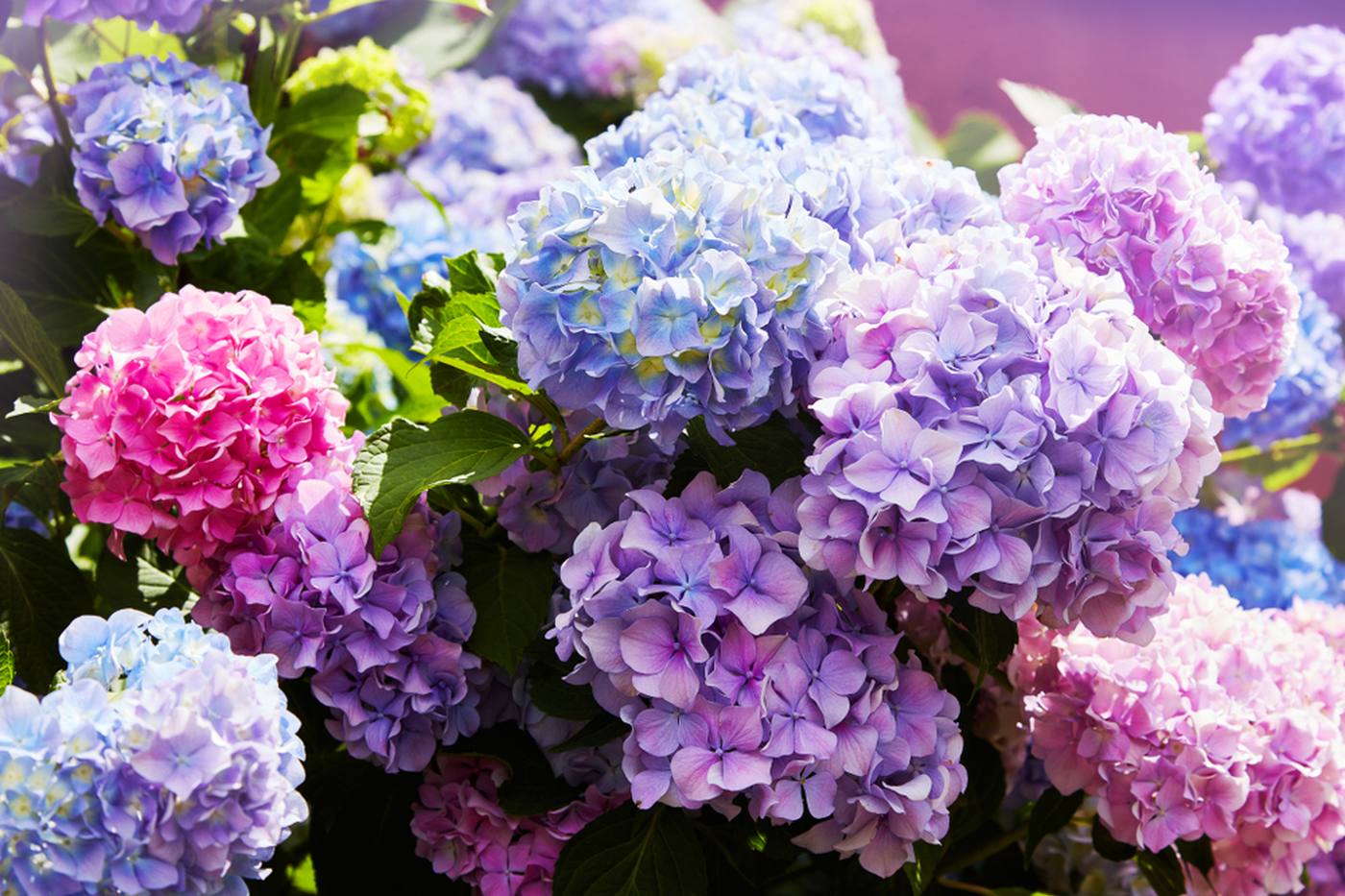 【ガーデニング】梅雨の時期を楽しむ紫陽花の育て方や種類、活用方法をご紹介 image