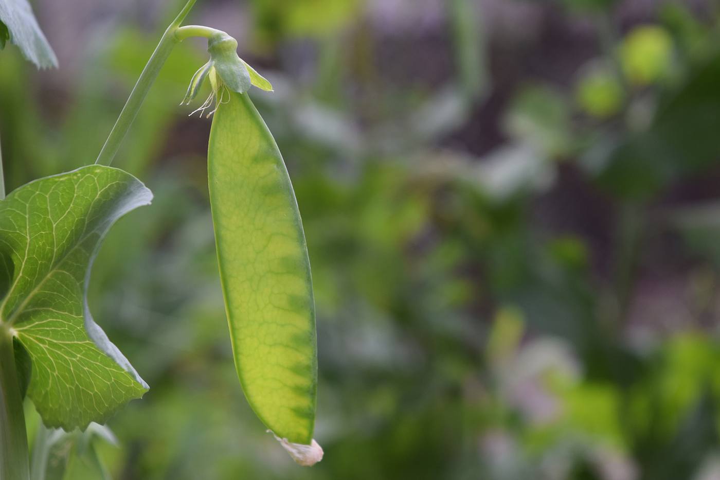 秋から冬にかけて植えればまだ間に合う！初心者向けの野菜3選のご紹介！ image