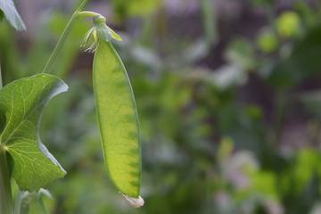 秋から冬にかけて植えればまだ間に合う！初心者向けの野菜3選のご紹介！