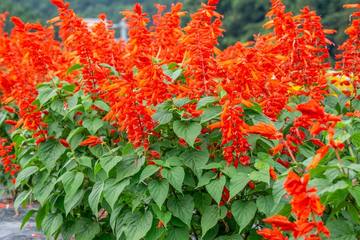 【ガーデニング】初心者でも育てやすい！長く開花する「サルビア」をご紹介