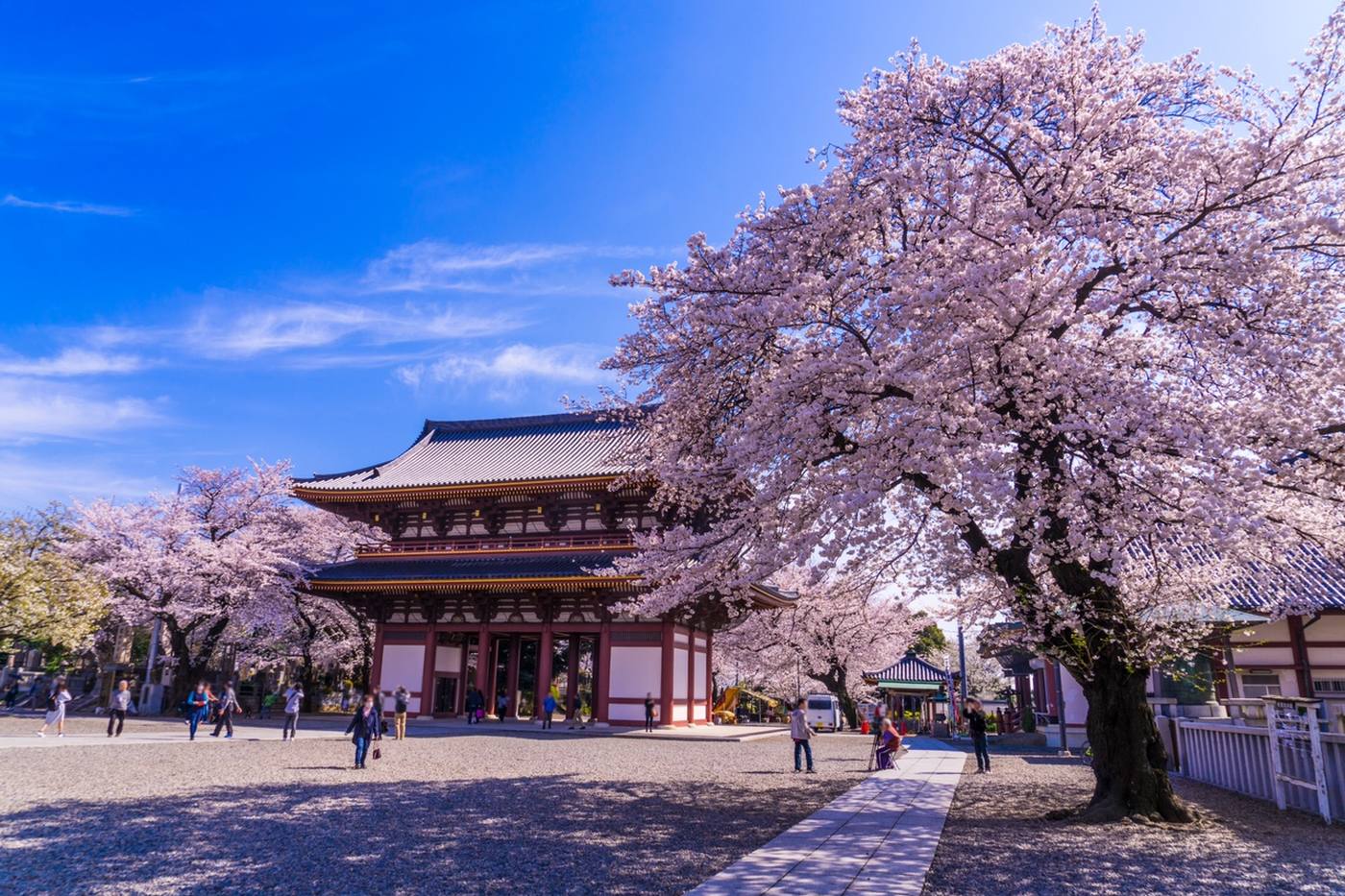 【東京】春の花めぐり散歩② 桜の名所 池上本門寺と洗足池公園＜桜見頃：3月下旬～4月上旬＞ image