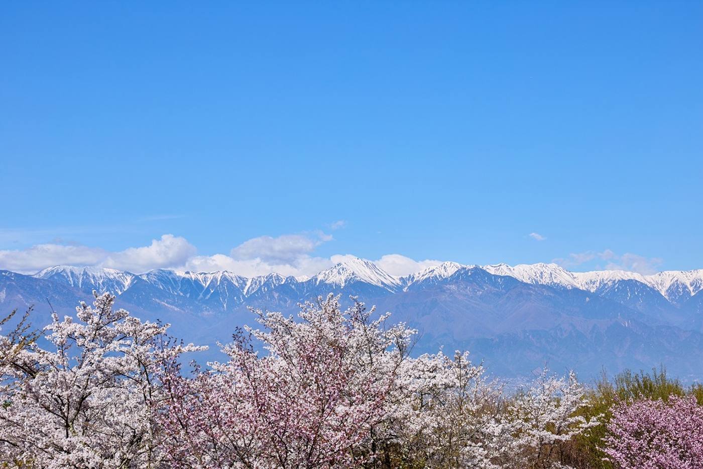 【さくらの登り龍】光城山で絶景＆お花見トレッキング＜長野県＞ image