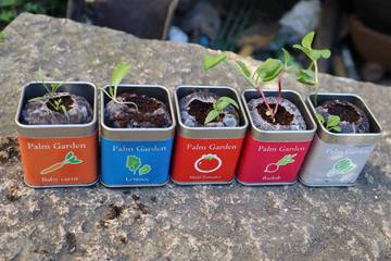 お部屋ですぐ始められる！家庭菜園におすすめのミニ栽培キット