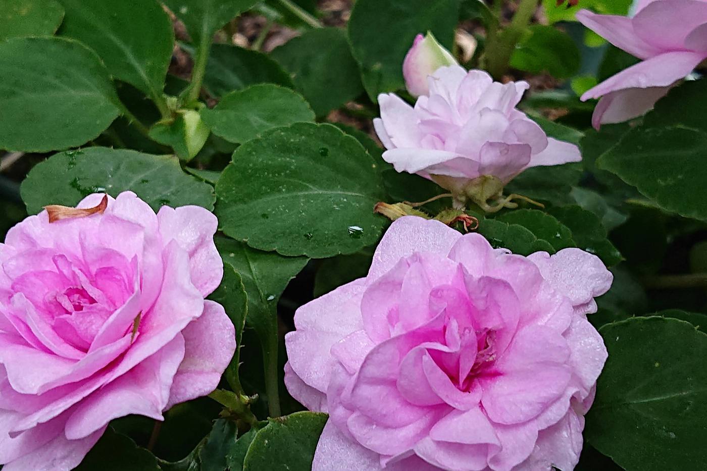 ベランダガーデニング初心者には「インパチェンス」がおすすめ！すぐできるポット苗の植え付け image