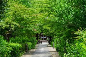 混雑を避けて京都観光を楽しむ！新緑の季節におすすめの穴場スポット5選