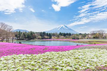 もっと知りたい、楽しみたい！世界遺産富士山の魅力