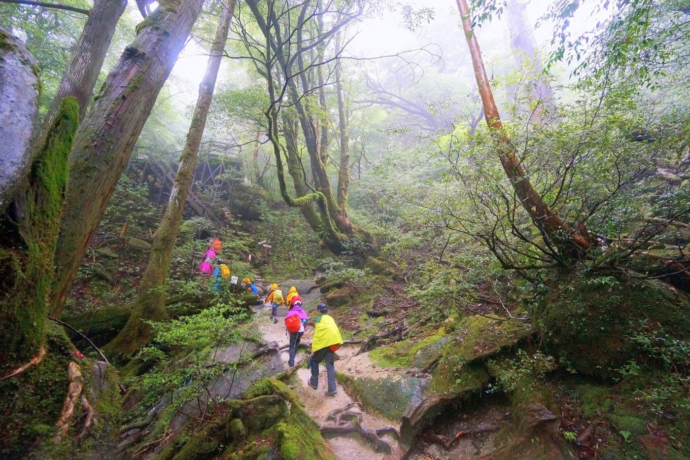 屋久島縄文杉トレッキングガイド｜初心者ではきつい？成功へのコツ image