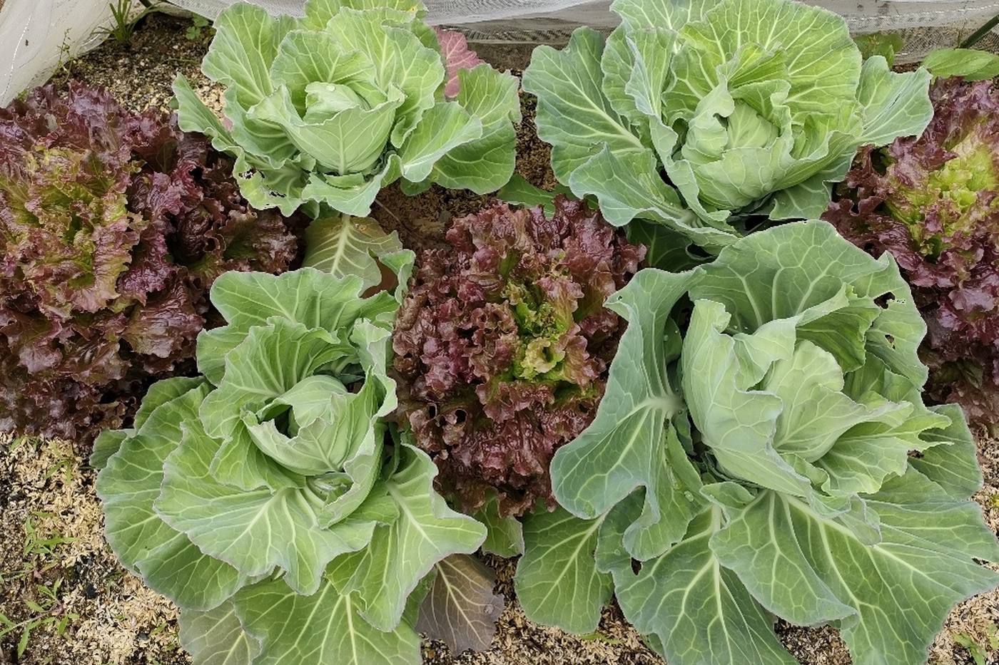 【家庭菜園】野菜は協力して育つ！相互作用をMAXに♪ おすすめのコンパニオンプランツ image
