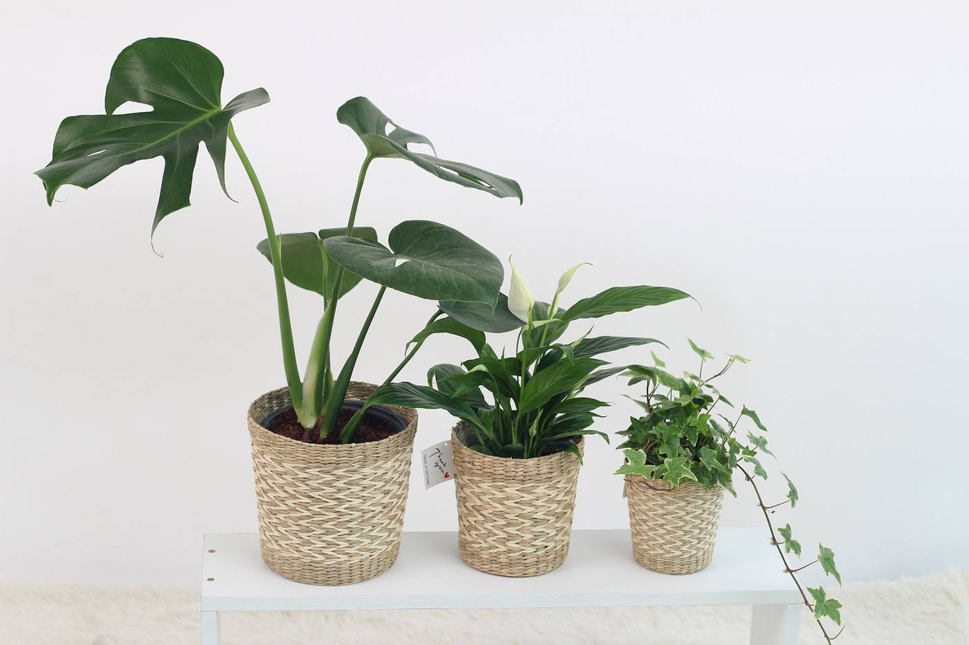 お部屋で観葉植物を育てるときに気をつけたいこと｜室内の日当たりと置き場所 image