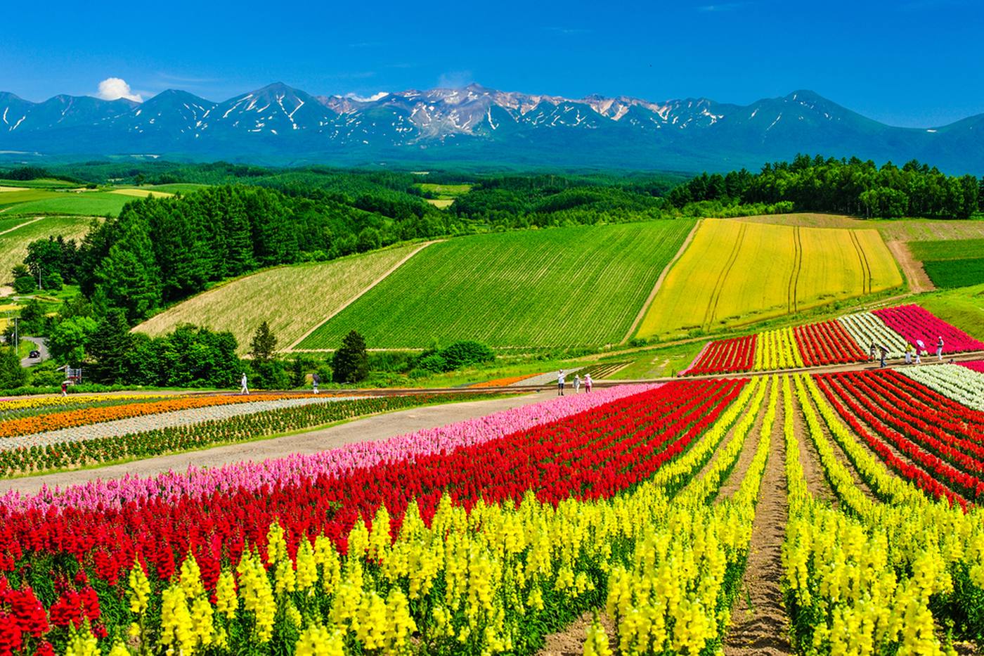 北海道富良野の人気観光スポット12選！北の大地を満喫できるプランを紹介 image