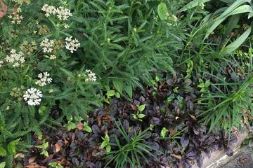 【ガーデニング】単調な庭に取り入れたい！丈夫で初心者にもおすすめなブラックプランツ5選