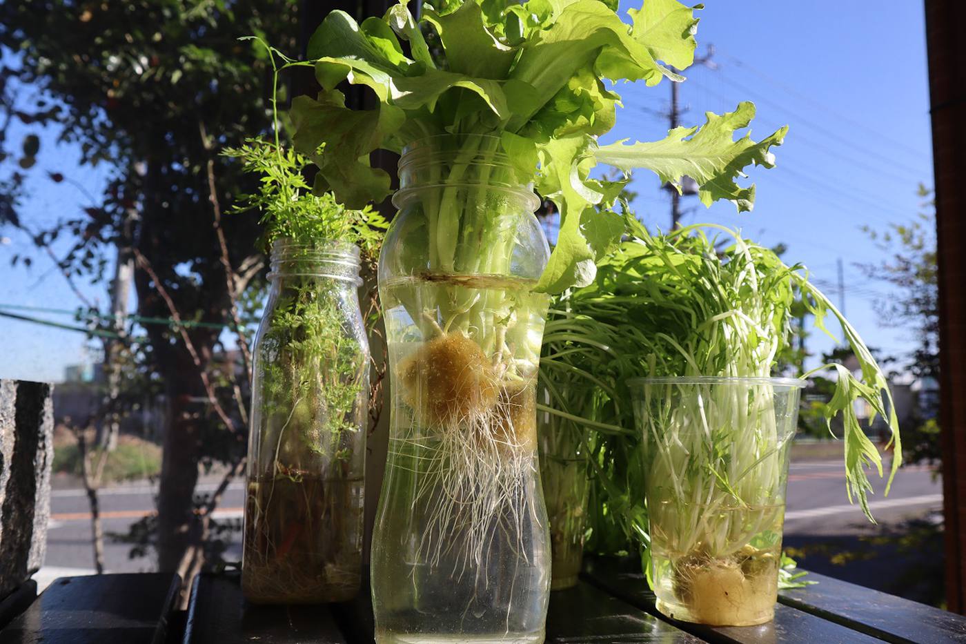 【初心者向けの水耕栽培】種類やグッズ・アイテムや方法を紹介 image