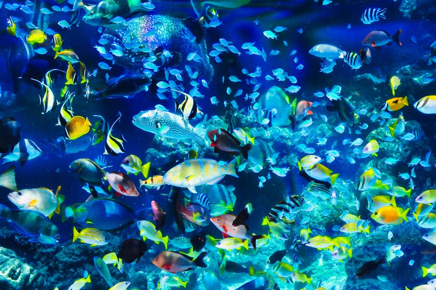 小学校が水族館に？高知県の観光スポット『むろと廃校水族館』 image