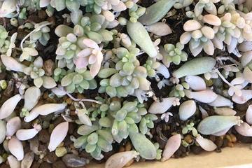 【ガーデニング】初心者でも簡単！多肉植物の増やし方と種まきについてご紹介