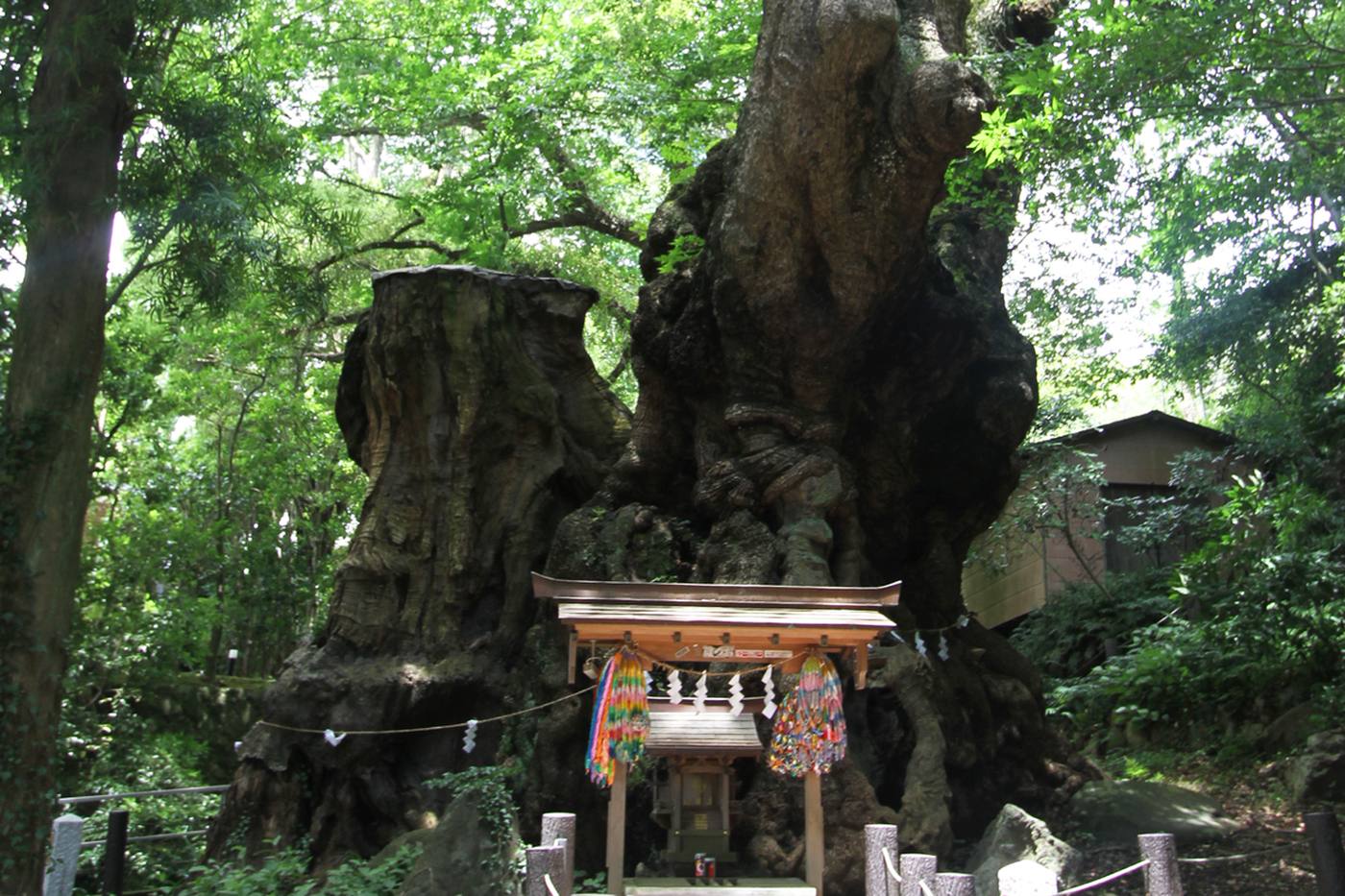 【静岡】パワースポット來宮神社を訪れて、歴史ある熱海温泉で癒やされる旅へ image