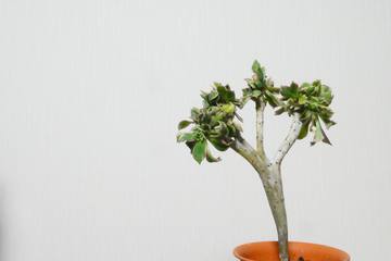 茎がにょきにょき伸びる！多肉植物アエオニウム栽培の方法