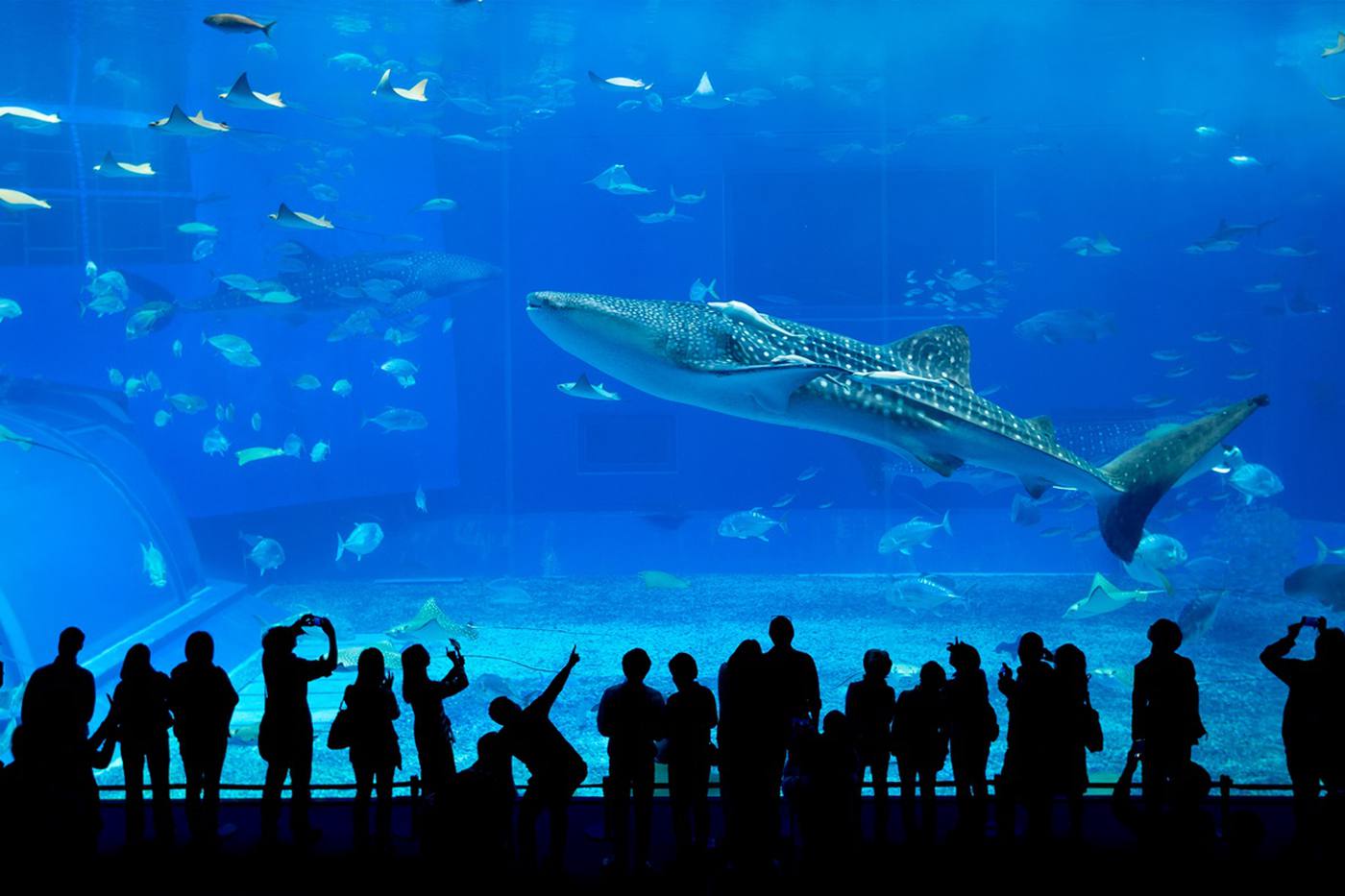 美ら海水族館の楽しみ方｜沖縄必見スポットの観光情報 image