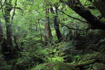 縄文杉だけじゃない屋久島の魅力！