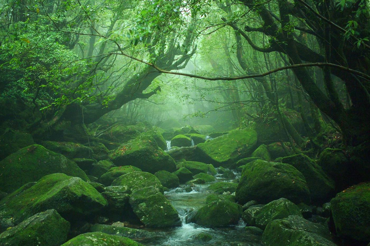 屋久島のシンボル！縄文杉を目指すために欠かせない事前情報まとめ image