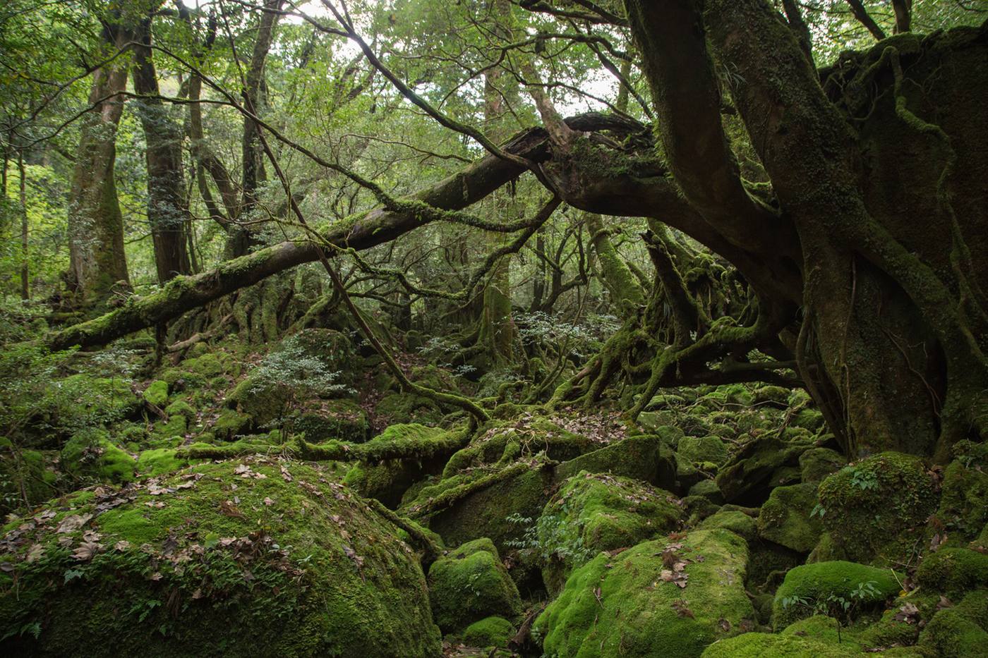 屋久杉自然館で屋久島の森の歴史を学ぼう image