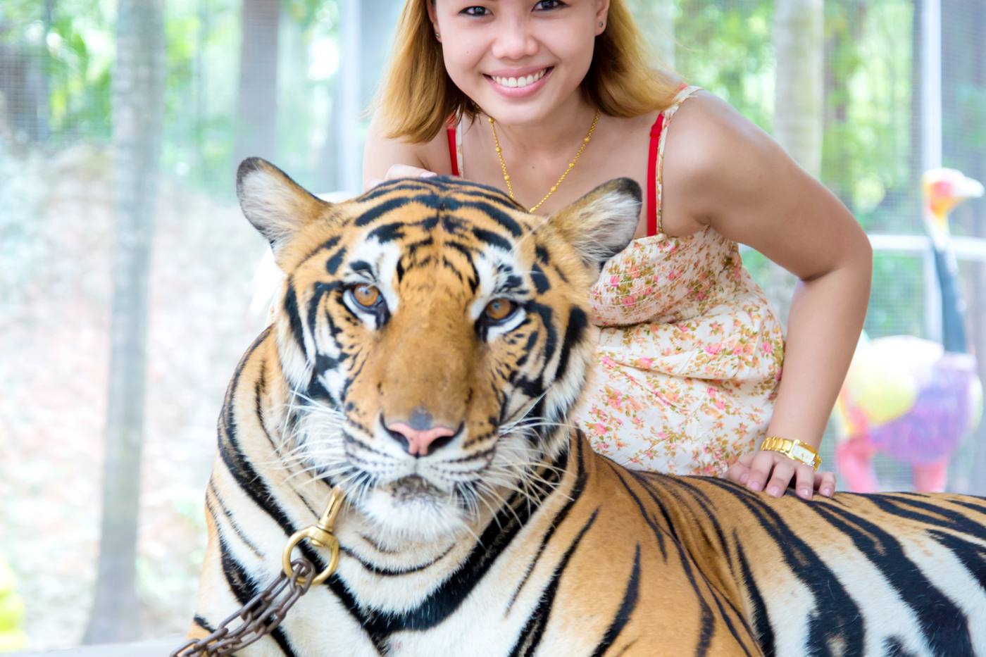 バンコクでトラと触れ合える動物園｜ミルクをあげたり抱きついたり！ image