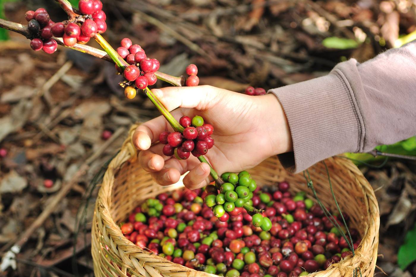 ハワイ土産に人気のコナコーヒーとは？味の特徴とおすすめの農園 image