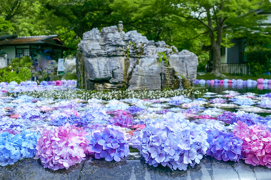 久安寺 あじさいうかべ