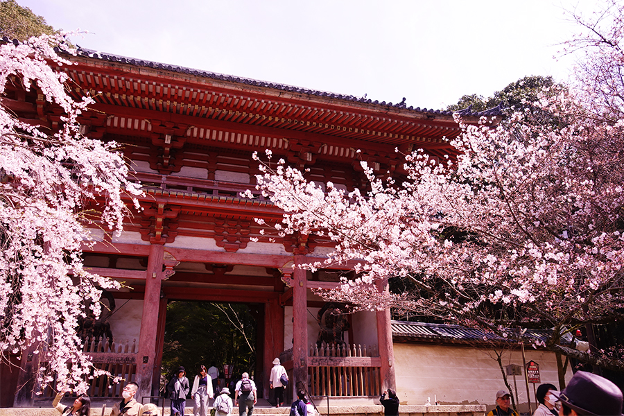 醍醐寺の桜