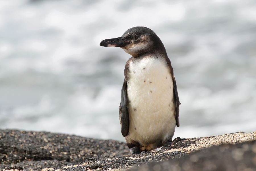 パース　ペンギン島