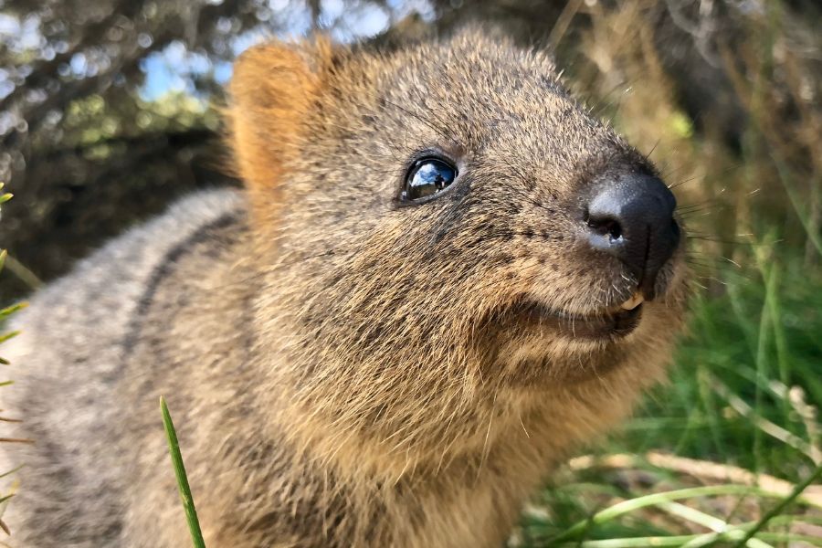 パース　ロットネスト島　クウォッカ・ワラビー