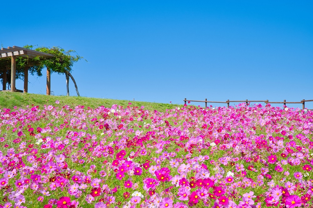 awaji island tourism